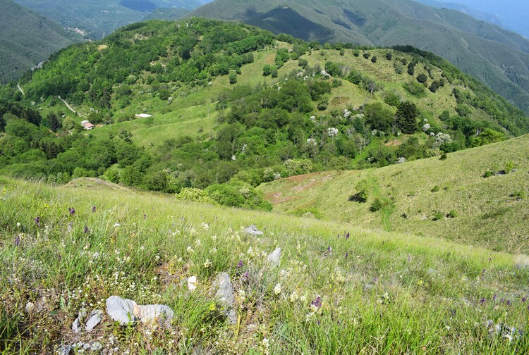 Le fioriture di Monte Piglione (Alpi Apuane)