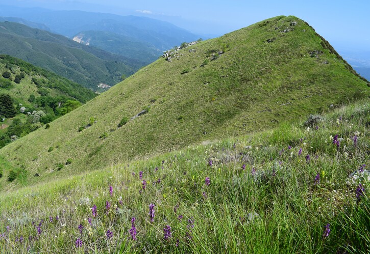 Le fioriture di Monte Piglione (Alpi Apuane)