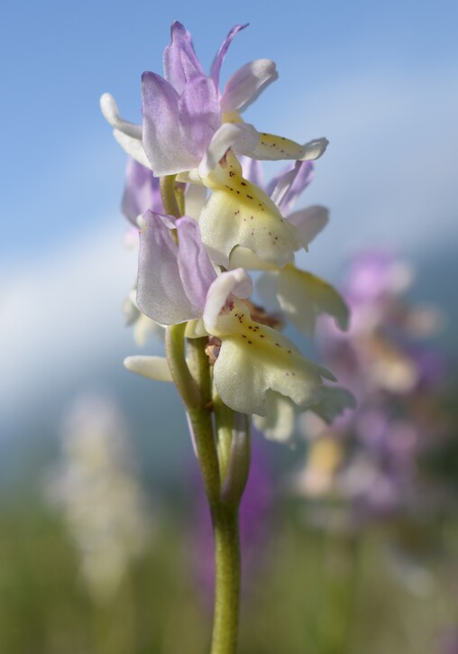 Le fioriture di Monte Piglione (Alpi Apuane)