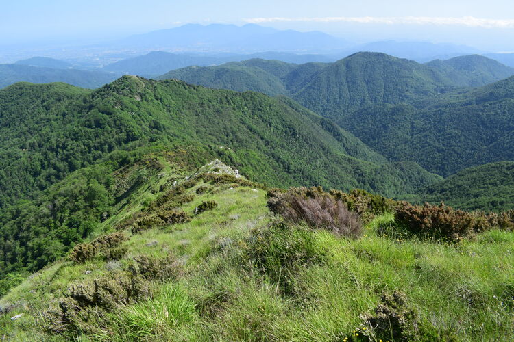 Le fioriture di Monte Piglione (Alpi Apuane)