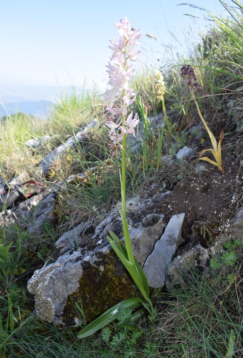 Le fioriture di Monte Piglione (Alpi Apuane)