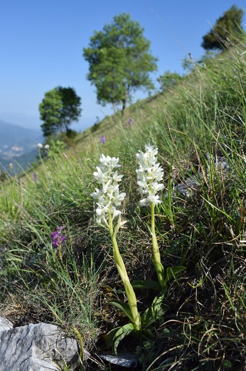 Le fioriture di Monte Piglione (Alpi Apuane)