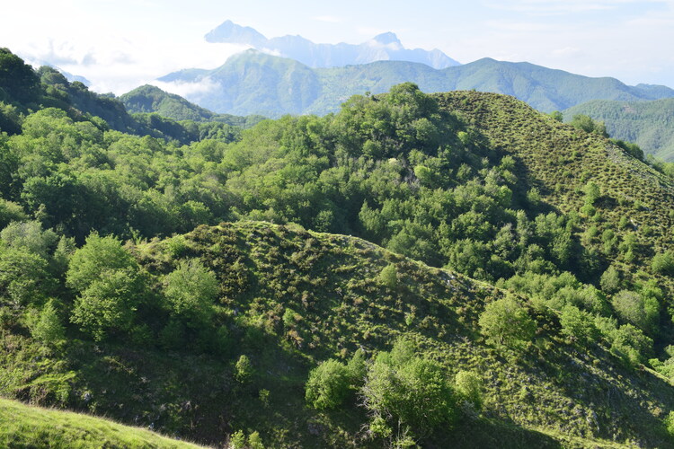 Le fioriture di Monte Piglione (Alpi Apuane)