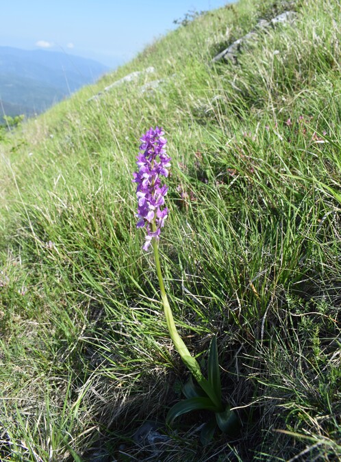 Le fioriture di Monte Piglione (Alpi Apuane)