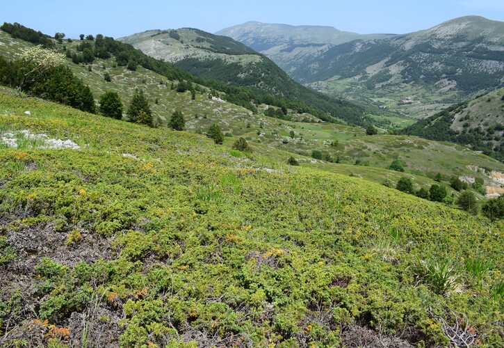 Il posto delle Orchis spitzelii (e non solo...)