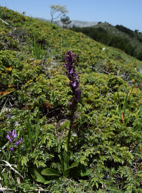 Il posto delle Orchis spitzelii (e non solo...)