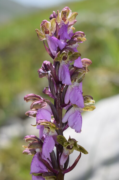 Il posto delle Orchis spitzelii (e non solo...)