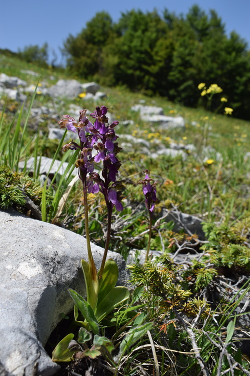 Il posto delle Orchis spitzelii (e non solo...)