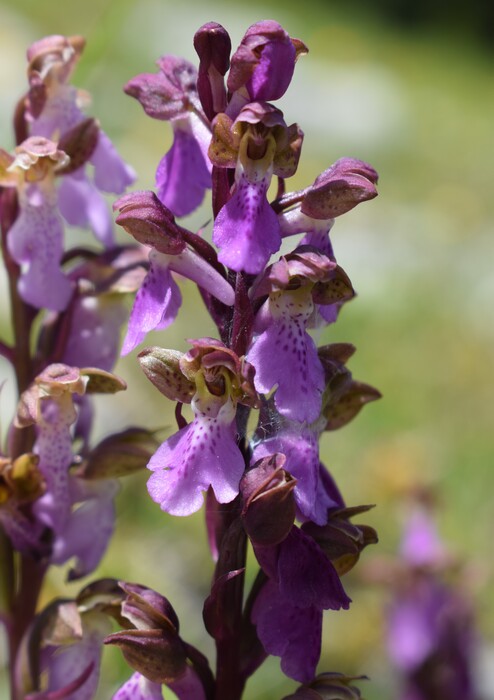 Il posto delle Orchis spitzelii (e non solo...)
