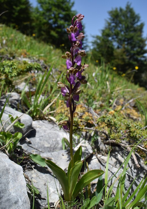 Il posto delle Orchis spitzelii (e non solo...)