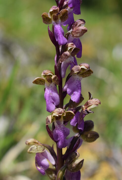 Il posto delle Orchis spitzelii (e non solo...)