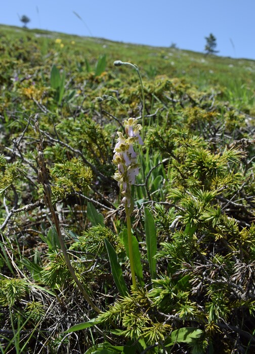 Il posto delle Orchis spitzelii (e non solo...)