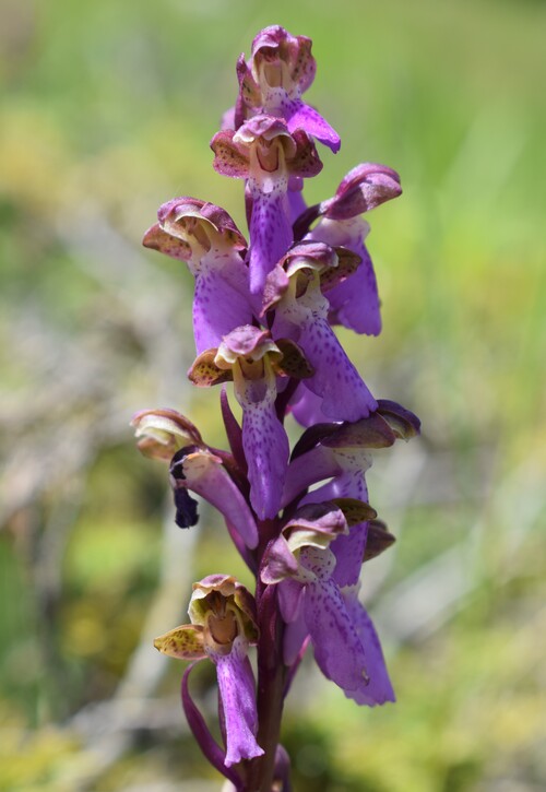 Il posto delle Orchis spitzelii (e non solo...)