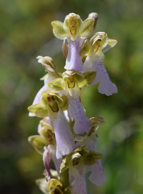 Il posto delle Orchis spitzelii (e non solo...)