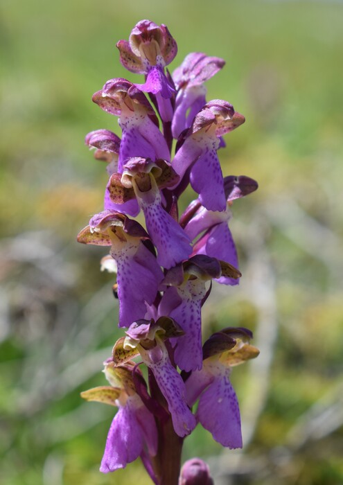 Il posto delle Orchis spitzelii (e non solo...)