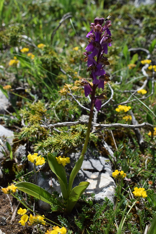 Il posto delle Orchis spitzelii (e non solo...)