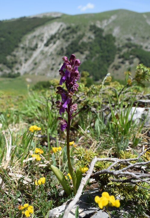 Il posto delle Orchis spitzelii (e non solo...)