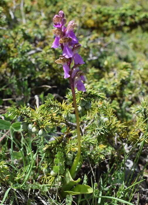 Il posto delle Orchis spitzelii (e non solo...)