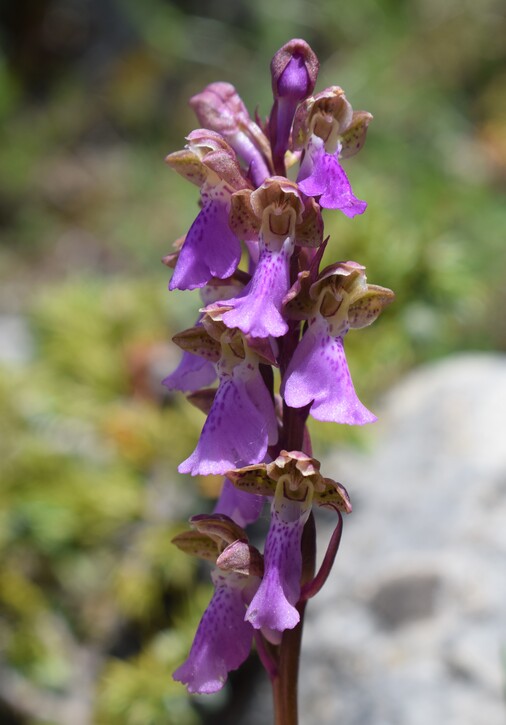 Il posto delle Orchis spitzelii (e non solo...)