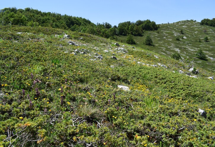 Il posto delle Orchis spitzelii (e non solo...)