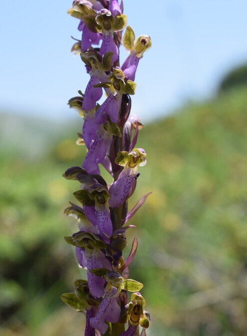 Il posto delle Orchis spitzelii (e non solo...)
