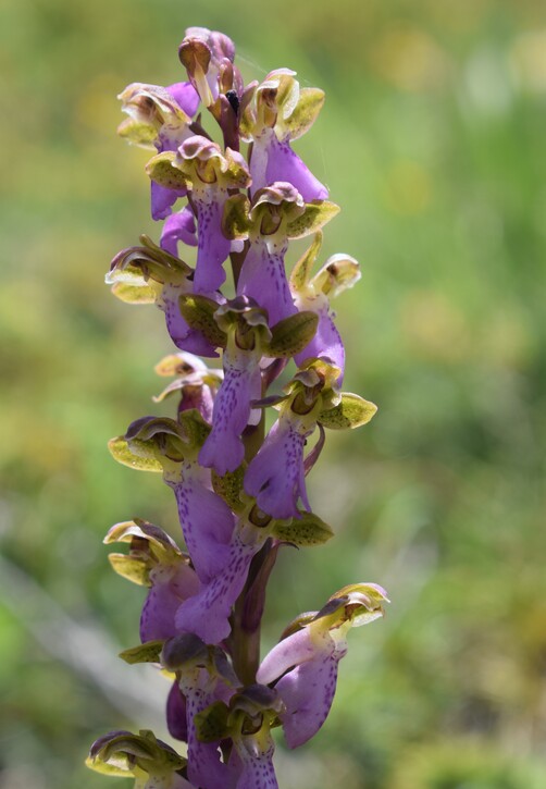 Il posto delle Orchis spitzelii (e non solo...)