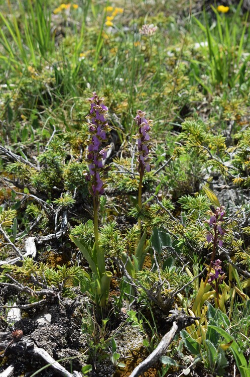 Il posto delle Orchis spitzelii (e non solo...)