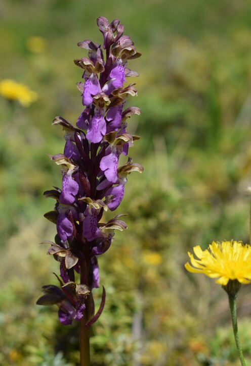 Il posto delle Orchis spitzelii (e non solo...)