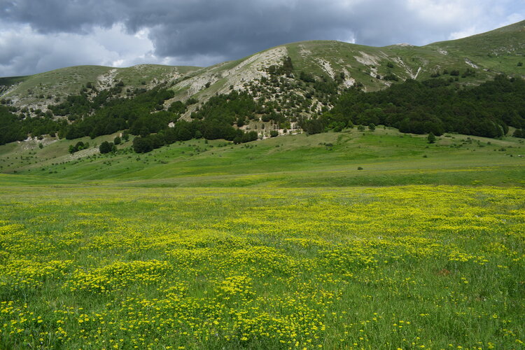 Il posto delle Orchis spitzelii (e non solo...)