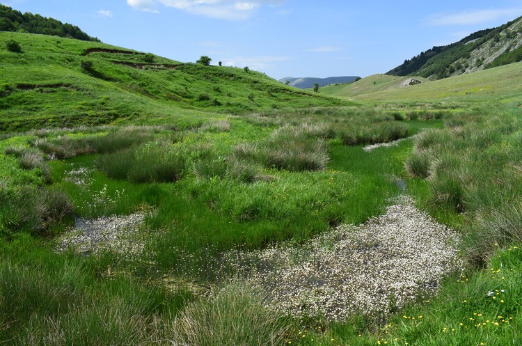 Il posto delle Orchis spitzelii (e non solo...)