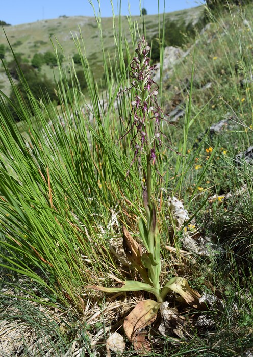 Il posto delle Orchis spitzelii (e non solo...)