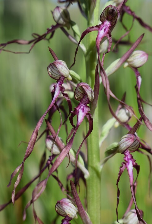 Il posto delle Orchis spitzelii (e non solo...)