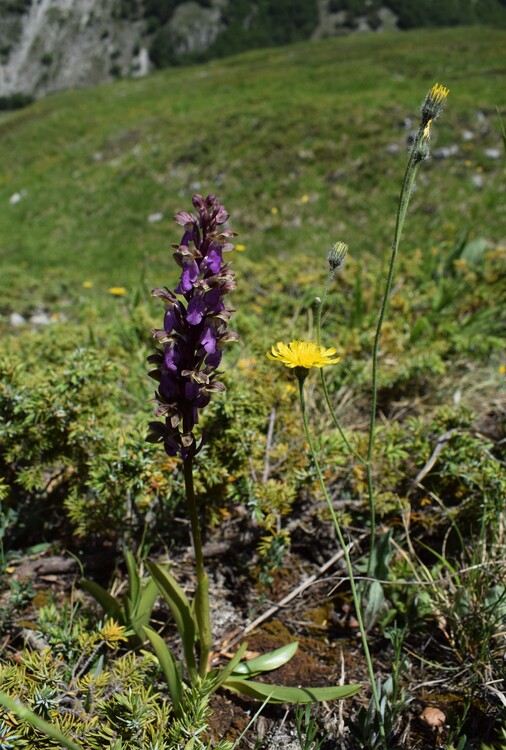 Il posto delle Orchis spitzelii (e non solo...)