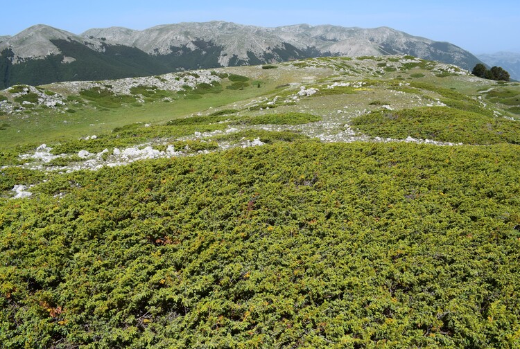 Il posto delle Orchis spitzelii (e non solo...)