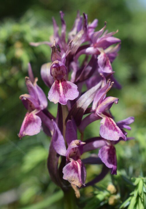 Il posto delle Orchis spitzelii (e non solo...)