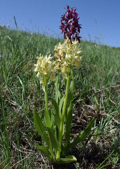 Il posto delle Orchis spitzelii (e non solo...)