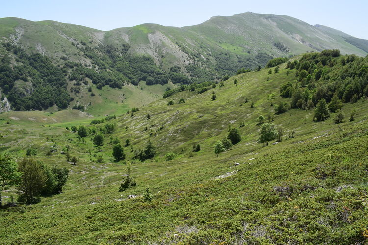 Il posto delle Orchis spitzelii (e non solo...)