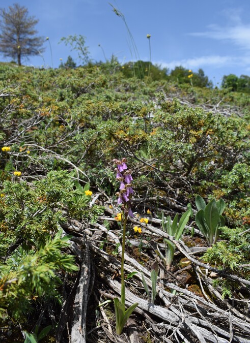 Il posto delle Orchis spitzelii (e non solo...)