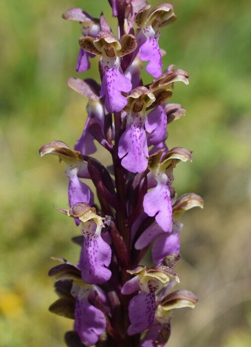 Il posto delle Orchis spitzelii (e non solo...)