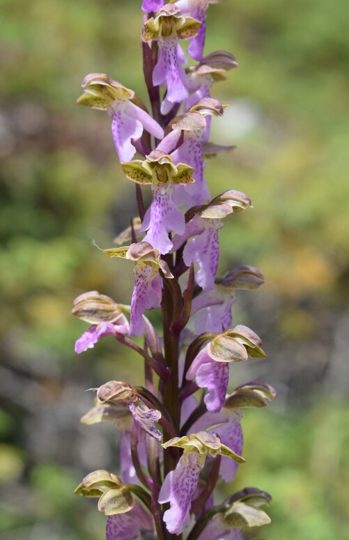 Il posto delle Orchis spitzelii (e non solo...)