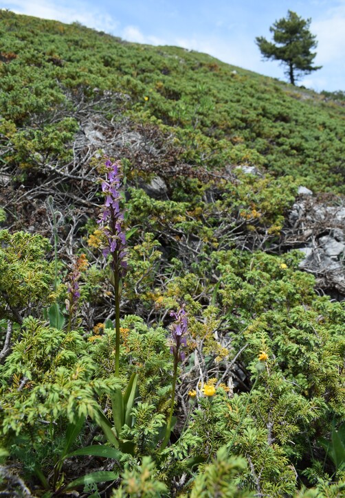 Il posto delle Orchis spitzelii (e non solo...)