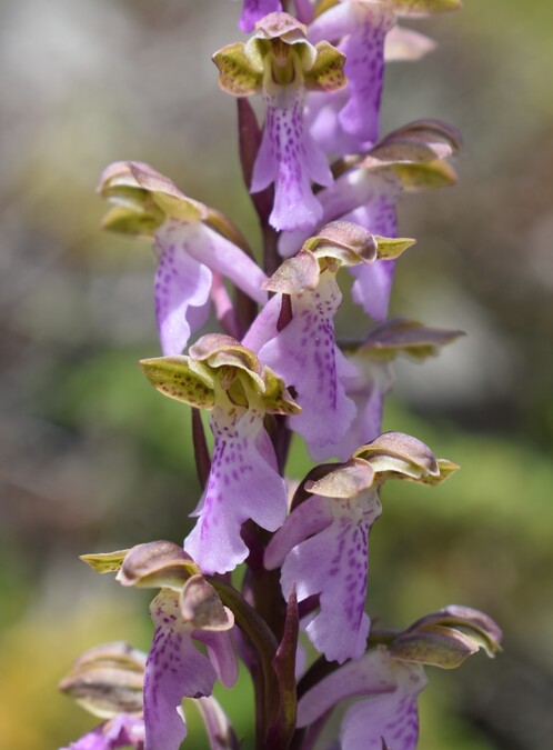 Il posto delle Orchis spitzelii (e non solo...)