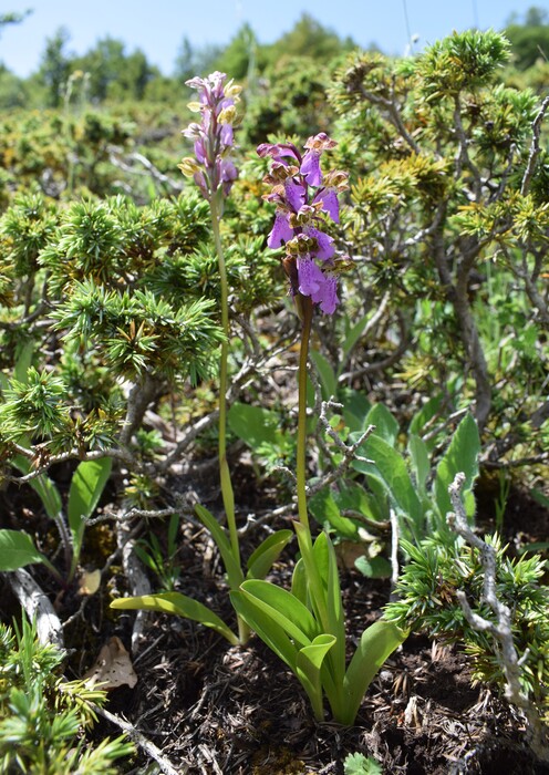 Il posto delle Orchis spitzelii (e non solo...)