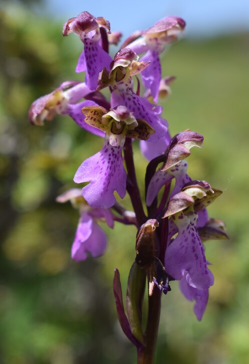 Il posto delle Orchis spitzelii (e non solo...)