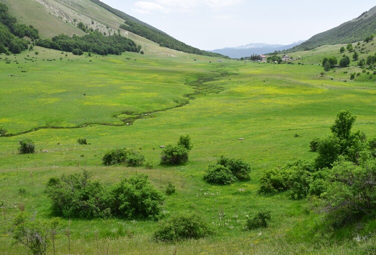 Il posto delle Orchis spitzelii (e non solo...)