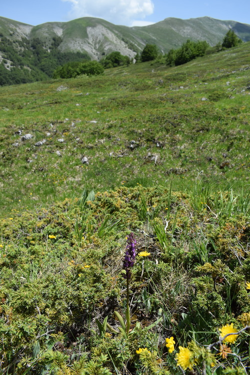 Il posto delle Orchis spitzelii (e non solo...)