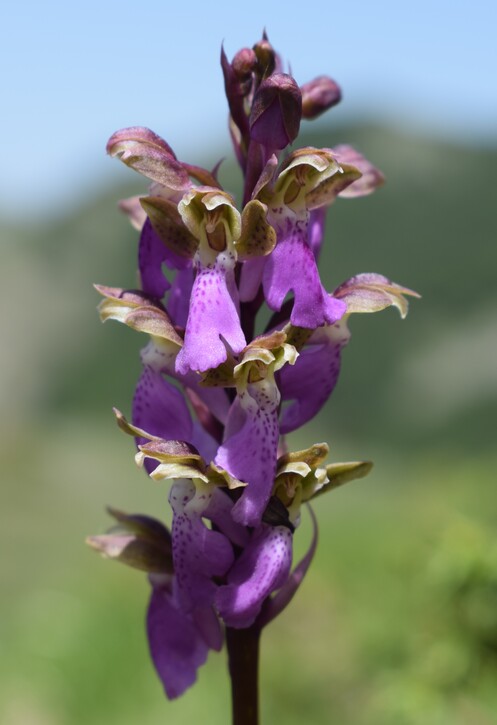 Il posto delle Orchis spitzelii (e non solo...)