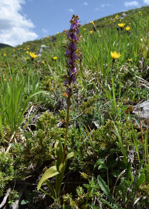 Il posto delle Orchis spitzelii (e non solo...)