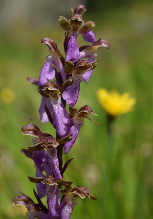 Il posto delle Orchis spitzelii (e non solo...)