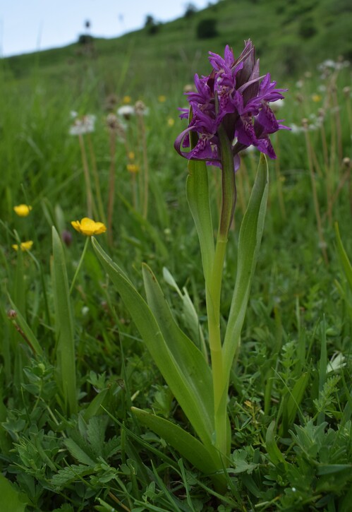 Il posto delle Orchis spitzelii (e non solo...)